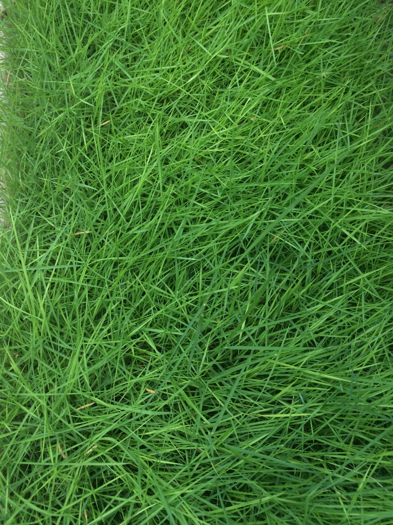 Turfgrass lawn seeds for evergreen golf and soccer fields