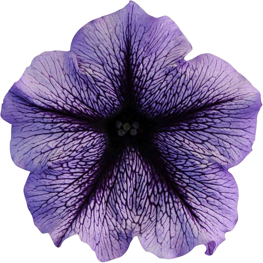 Futaba Petunia Kabloom Calibrachoa Seeds - Tinted Purple for Planting - Heirloom, NON-GMO Seeds