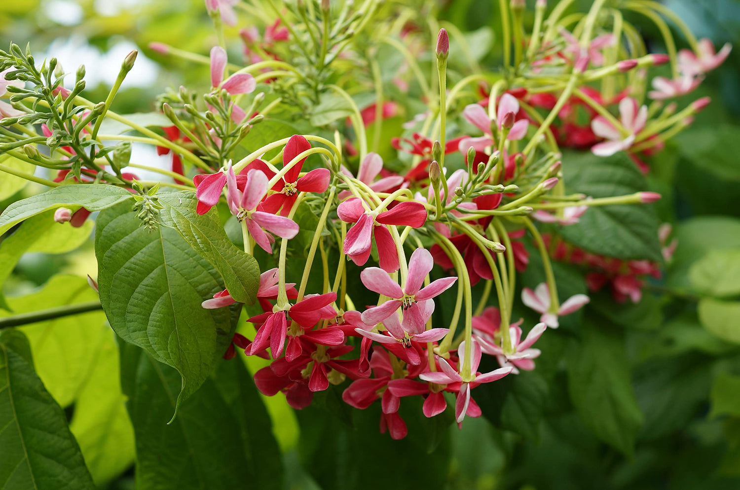 Red Honeysuckle Live Plant