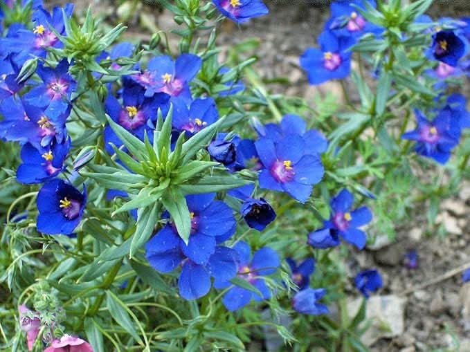 Blue Pimpernel Flowering Ground Cover Seeds