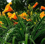 Fresh Rare Hybrid Daylily Seeds for Indoor Bonsai and Garden Plants