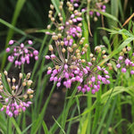 Heirloom Non-GMO Pink Nodding Onion Seeds