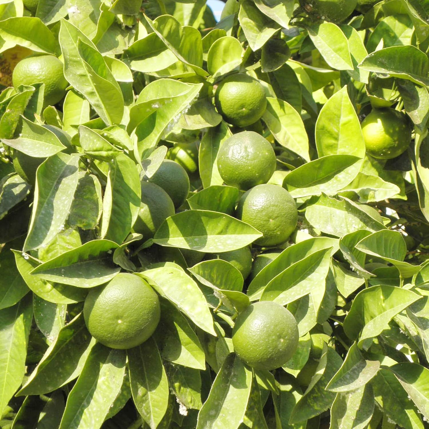 Key Lime Seeds