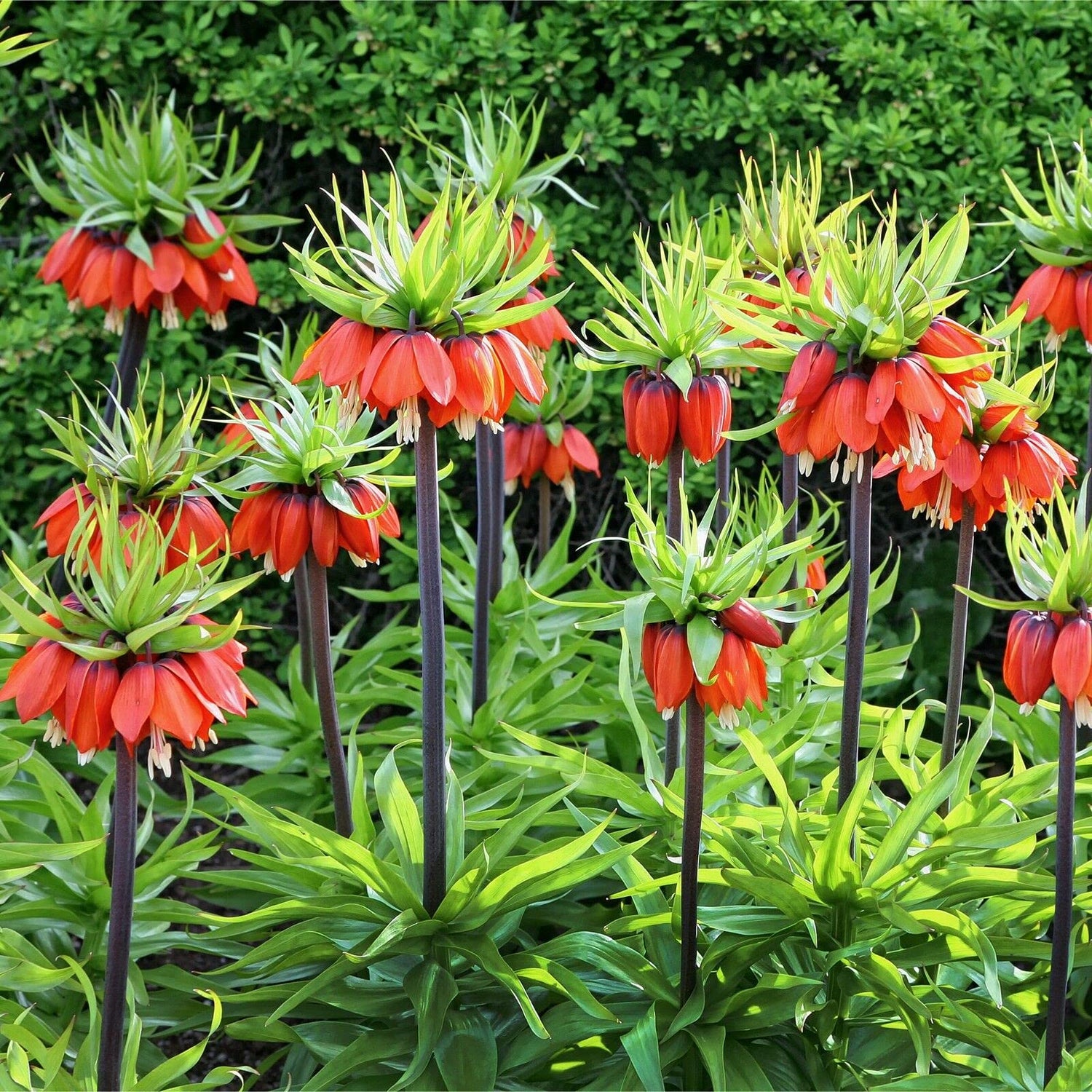 Fritillaria Rubra Crown Imperial Bulbs