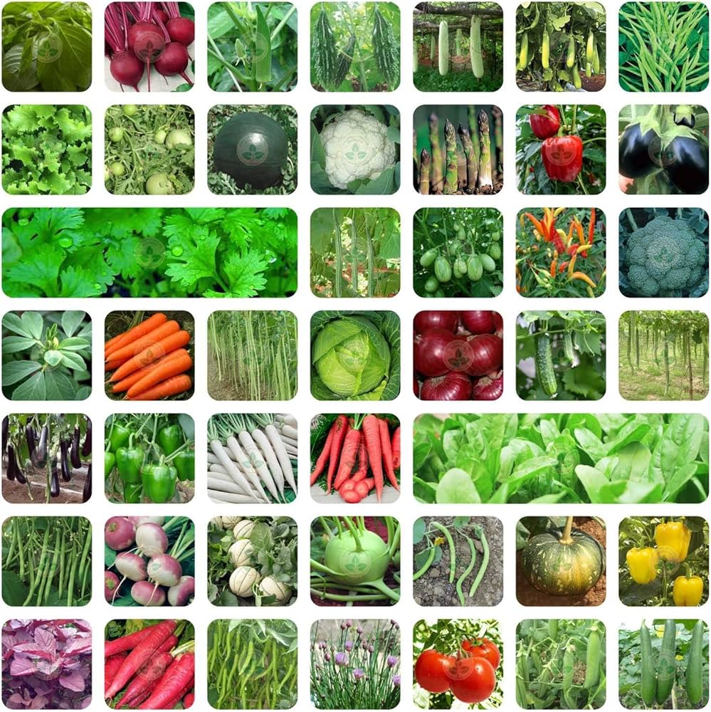 Salad Garden Seeds Variety Pack for Planting Different Vegetables