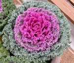 Peacock White ornamental kale seeds