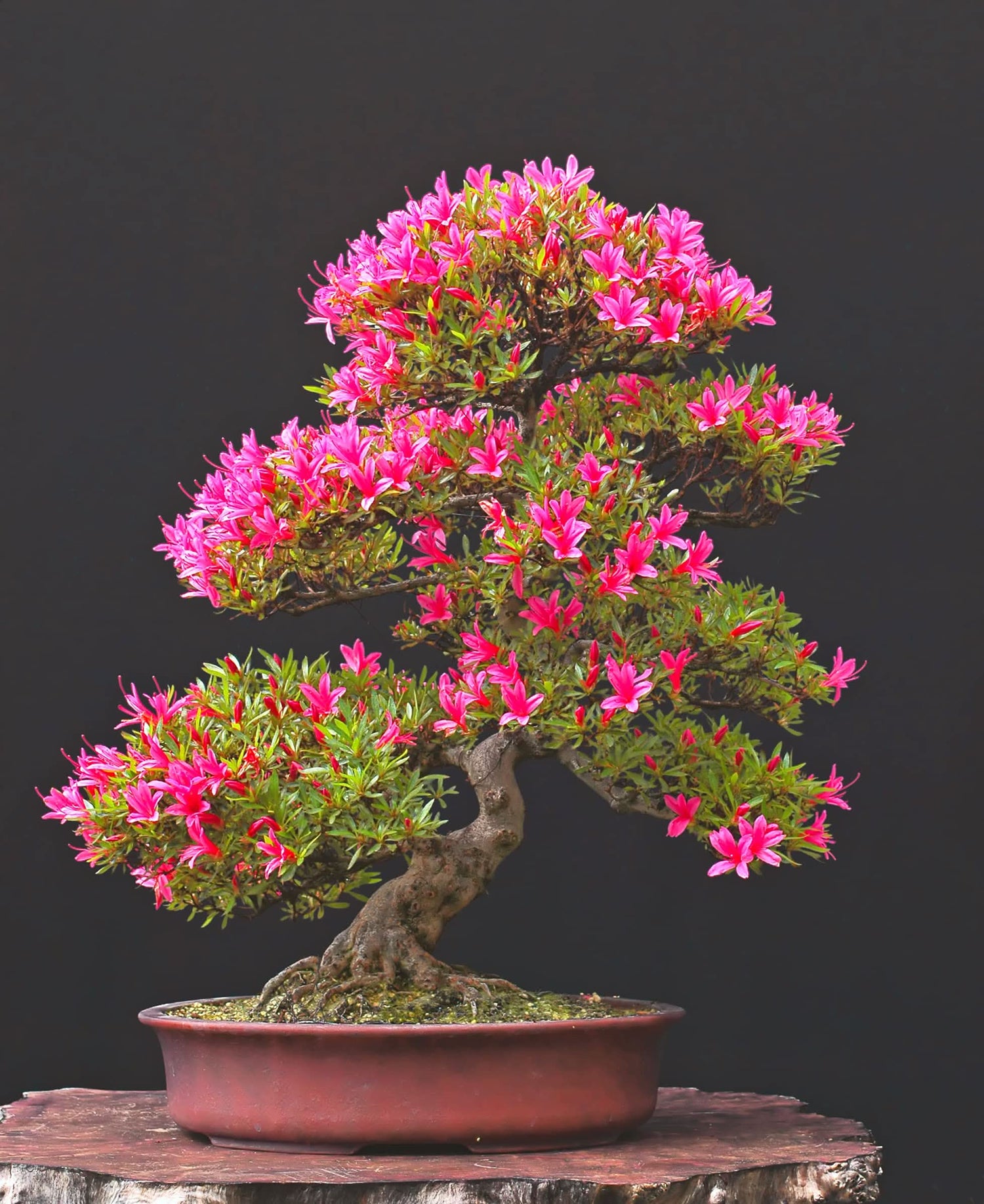 Azalea Rhododendron Simsii Mixed Colors  Flowering Seeds For Planting