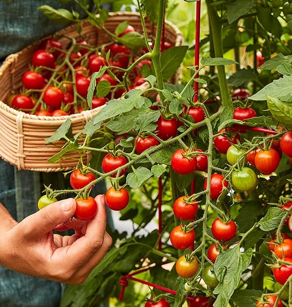 Tomato Solanum Lycopersicum Cherry Vegetable Seeds for Planting – Sweet and Juicy Variety for Home Garden and Patio Growing