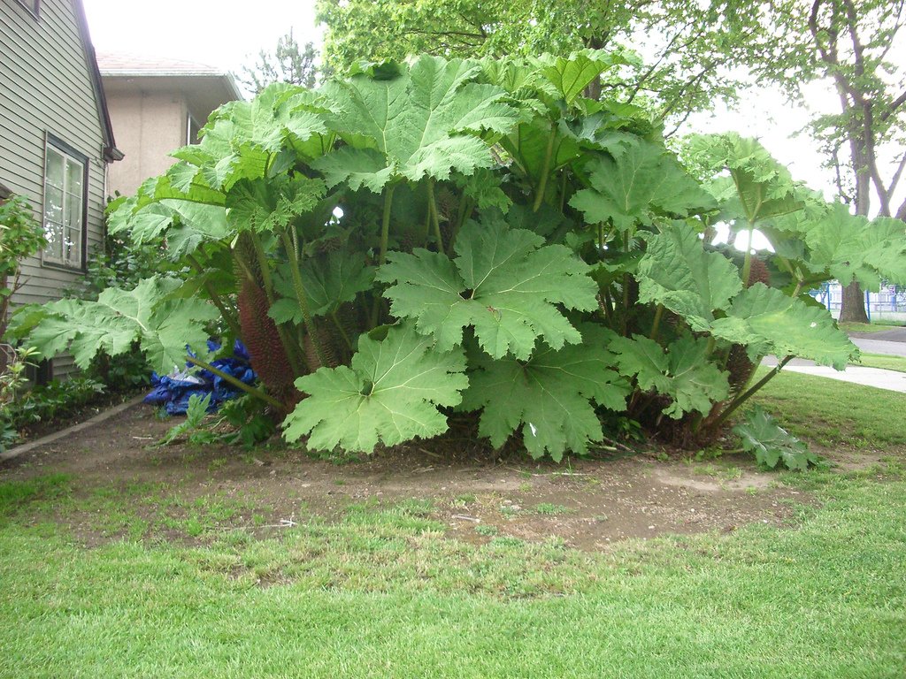 Gunnera Manicata Vegetable Seeds for Planting