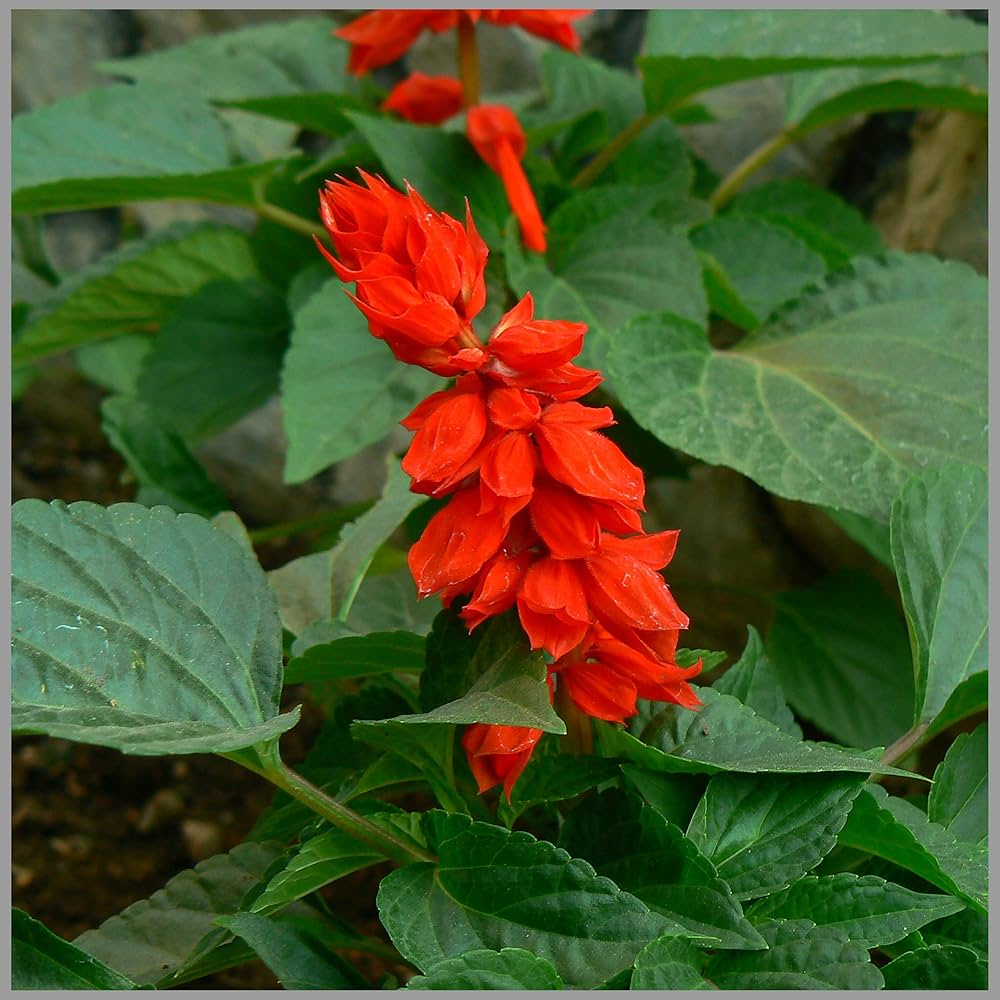 Red Salvia Seeds Salvia coccinea Seeds – Heirloom, Non-GMO, High Germination Organic Garden Seeds