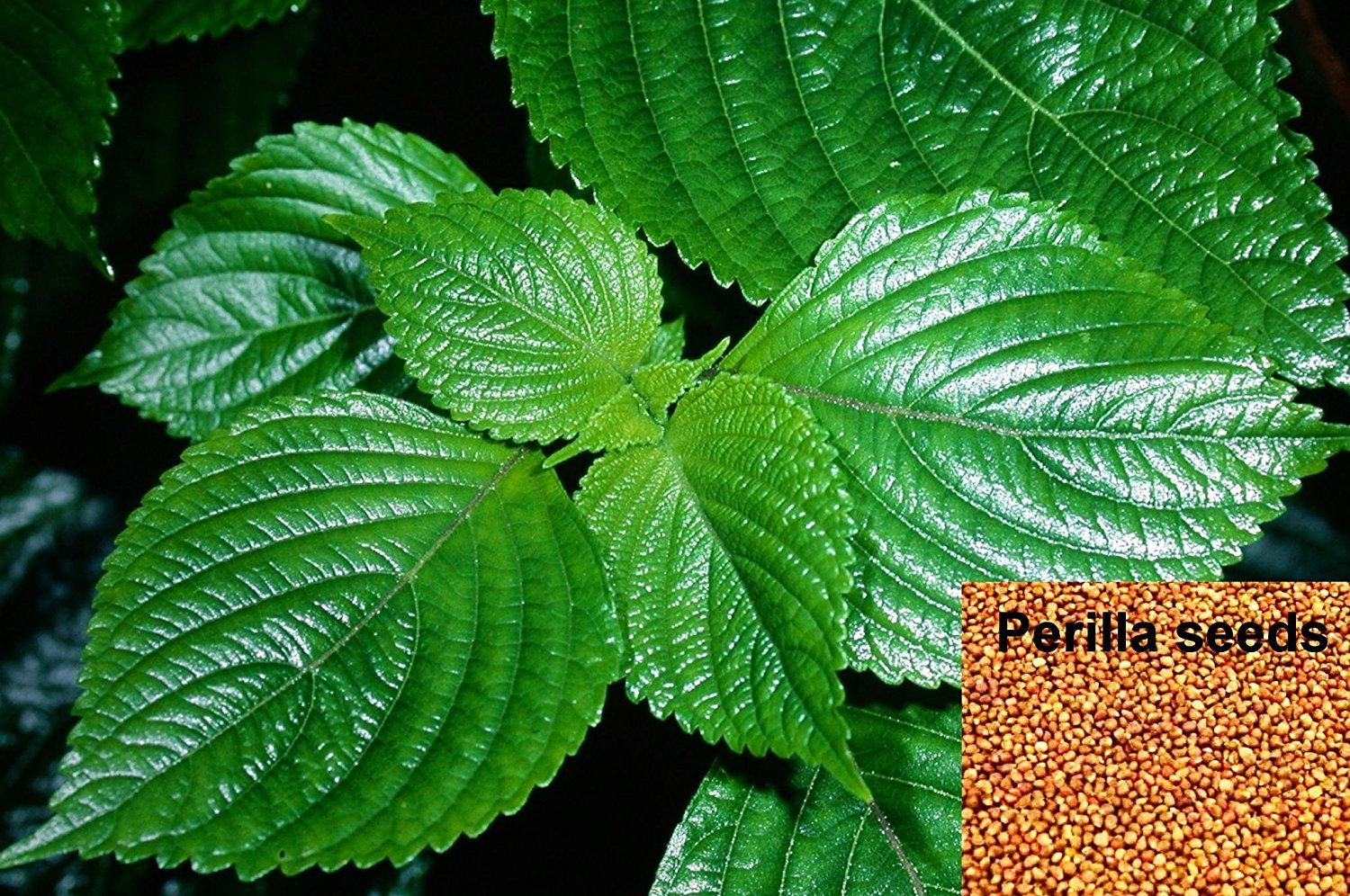 Perilla Frutescens - Heirloom, Non - Gmo Seeds