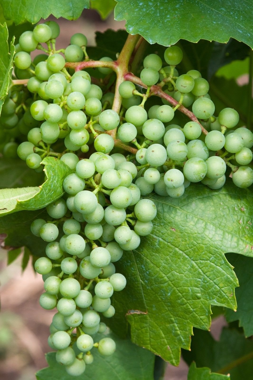 Heirloom Non-GMO White Concord Grape Seeds