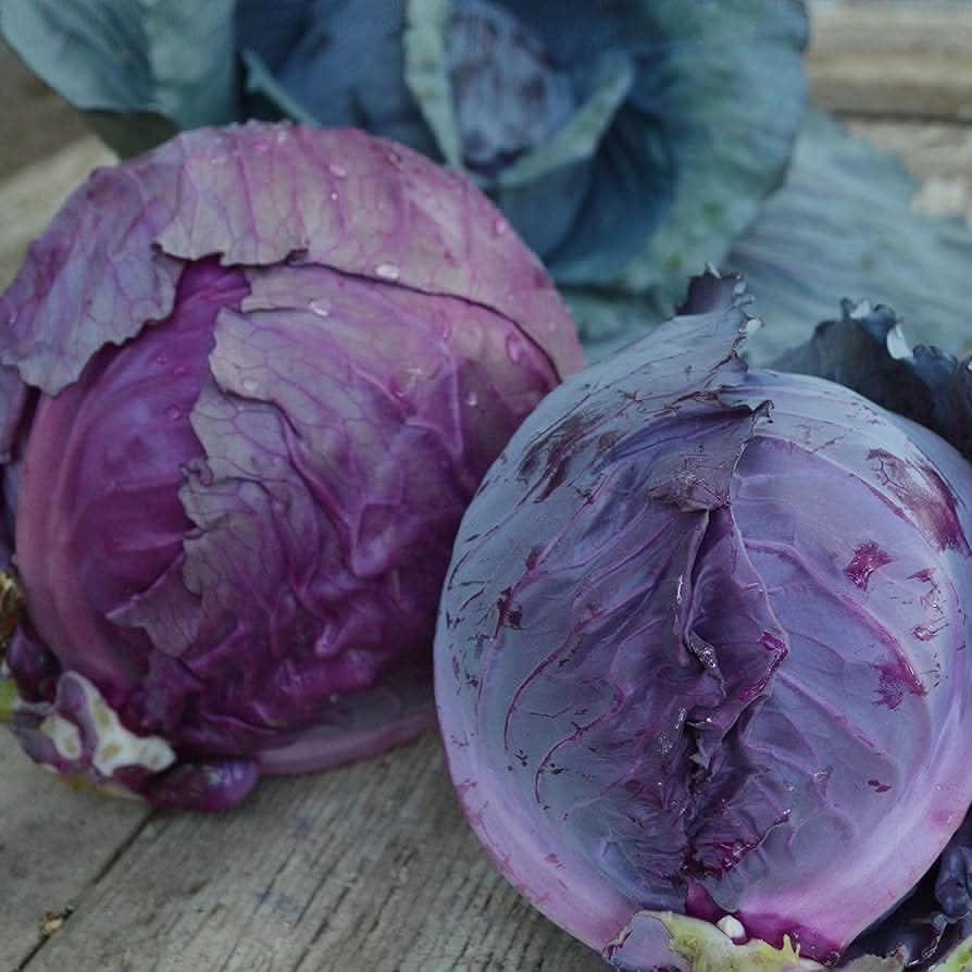 Red Acre Cabbage Brassica Oleracea Seeds