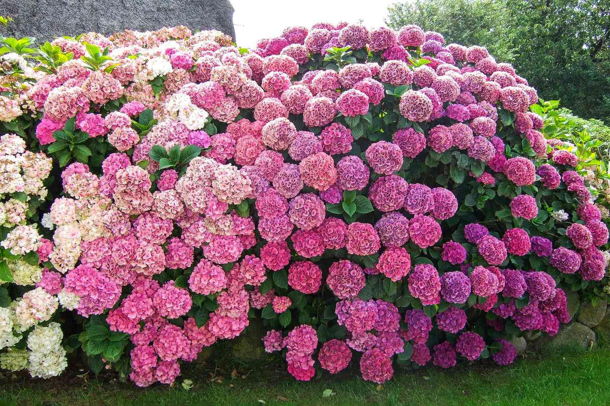 for Pink white HYDRANGEA RARE flower exotic bush home plant Seller Seeds – Heirloom, Non-GMO, High Germination Organic Garden Seeds