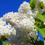 White Japanese Lilac Seeds for Planting – Non-GMO Heirloom Garden Seeds Dhara Seeds
