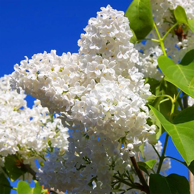 Japanese Lilac Seeds - Syringa reticulata Home Garden & Borders