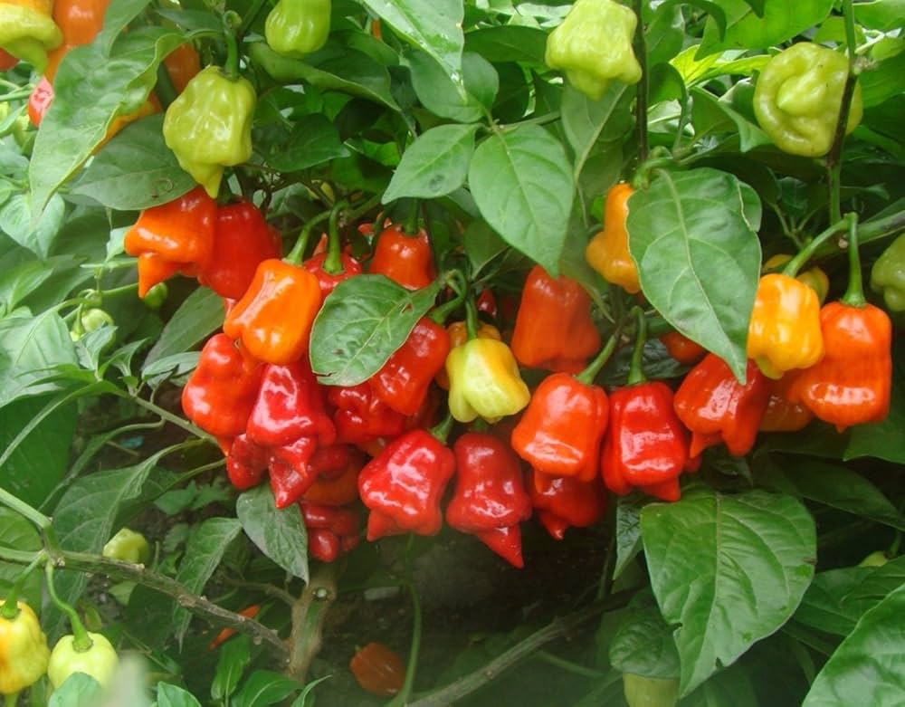 Pepper Capsicum chinense Trinidad Moruga Scorpion vegetable seeds for planting in home garden or greenhouse pots