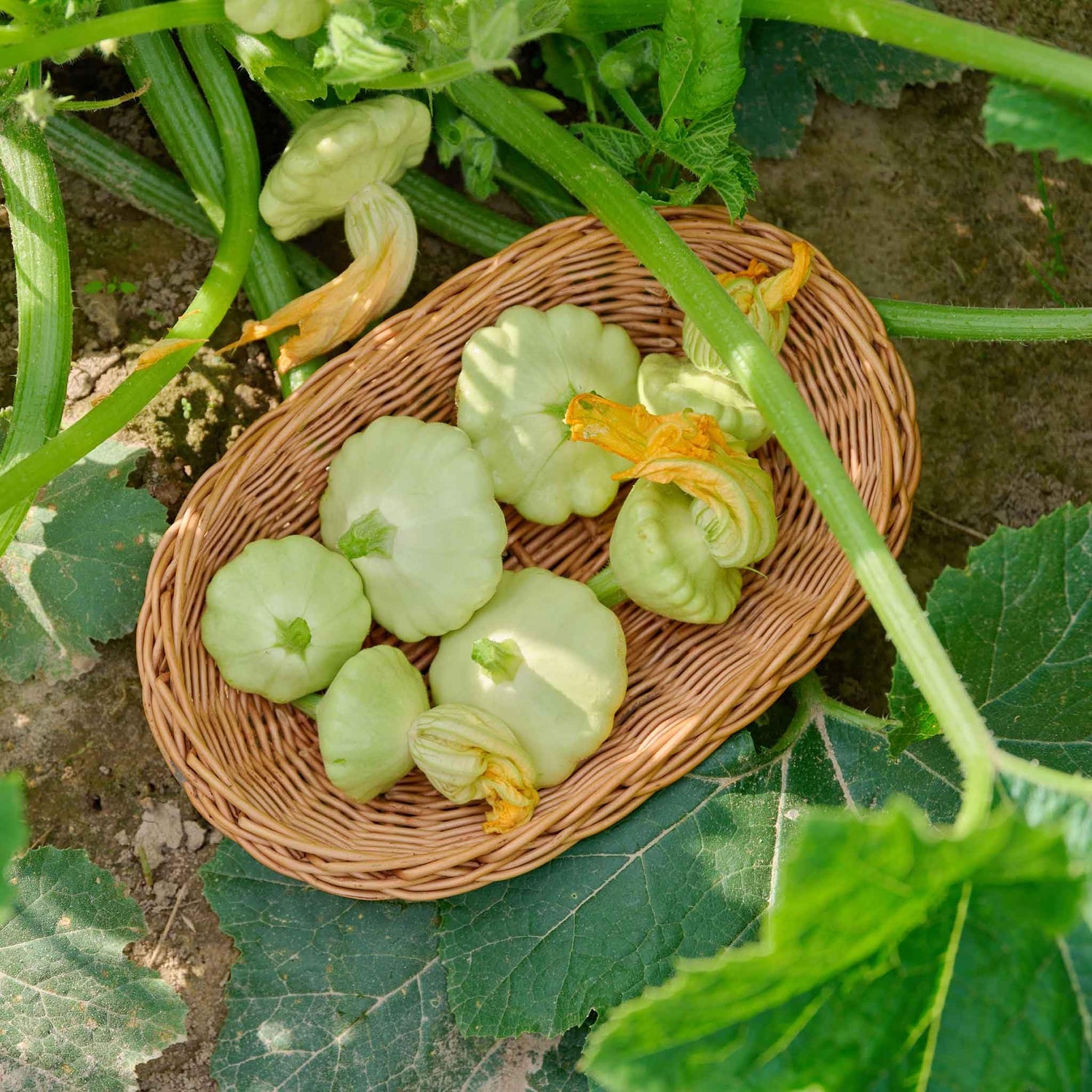 Bennings Green Tint Scallop Summer Squash Seeds for Heirloom Harvests