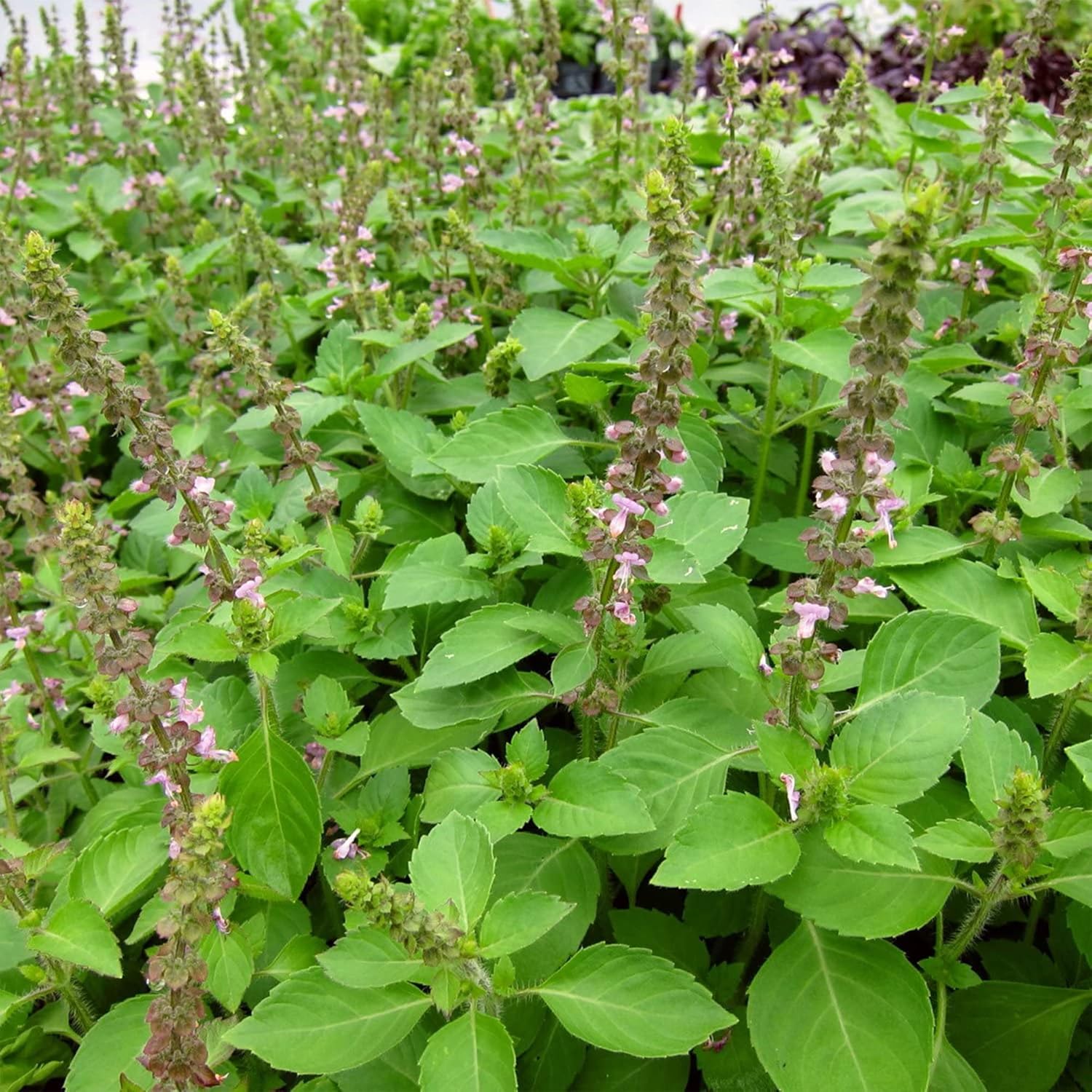 Blue Spice Basil Seeds