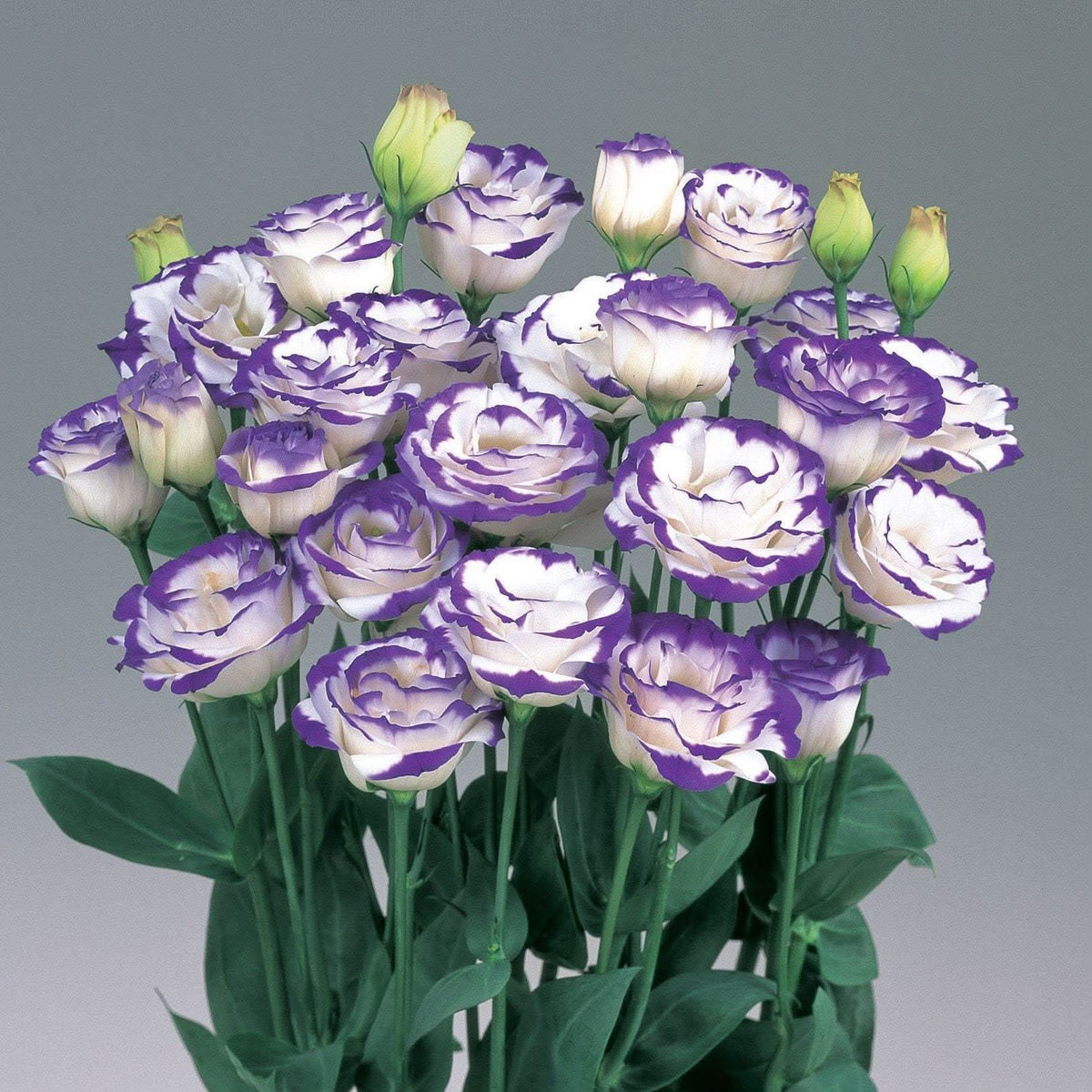 Eustoma Lisianthus Russellianus Flower Seeds for home garden and balcony planting