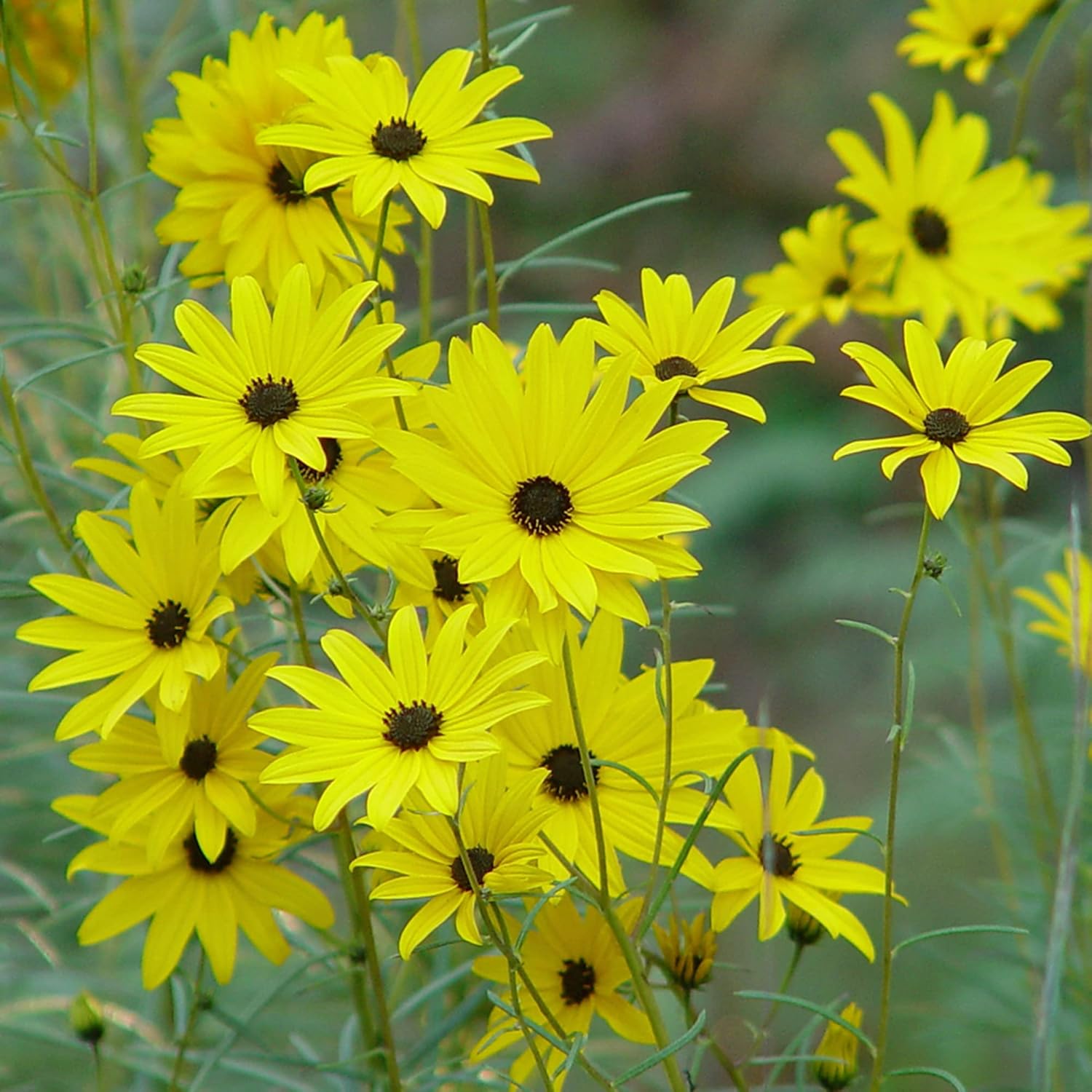 Swamp Sunflower Seeds