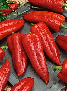 Pepper Capsicum Annuum Red Vegetable Seeds for Planting – Heirloom Variety for Spicy Culinary Use and Home Gardens