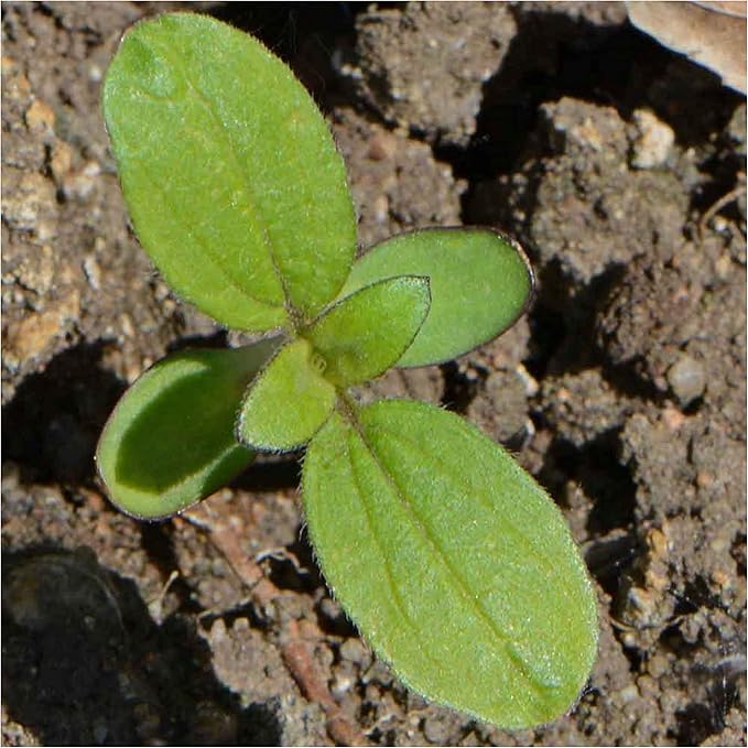 Dwarf Sunflower Helianthus annuus Seeds for Planting in Flower Bed