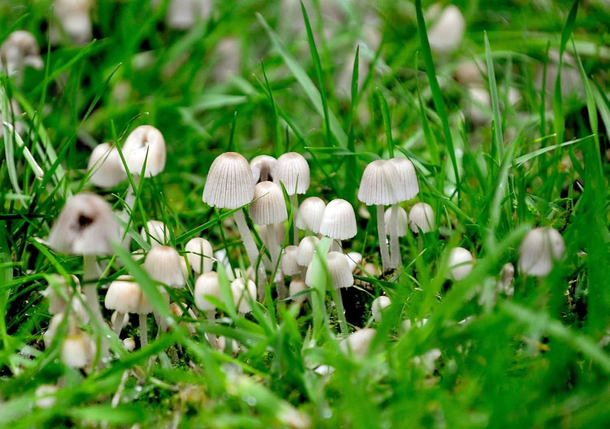 Light gray oyster mushroom Pleurotus ostreatus spores for indoor planting