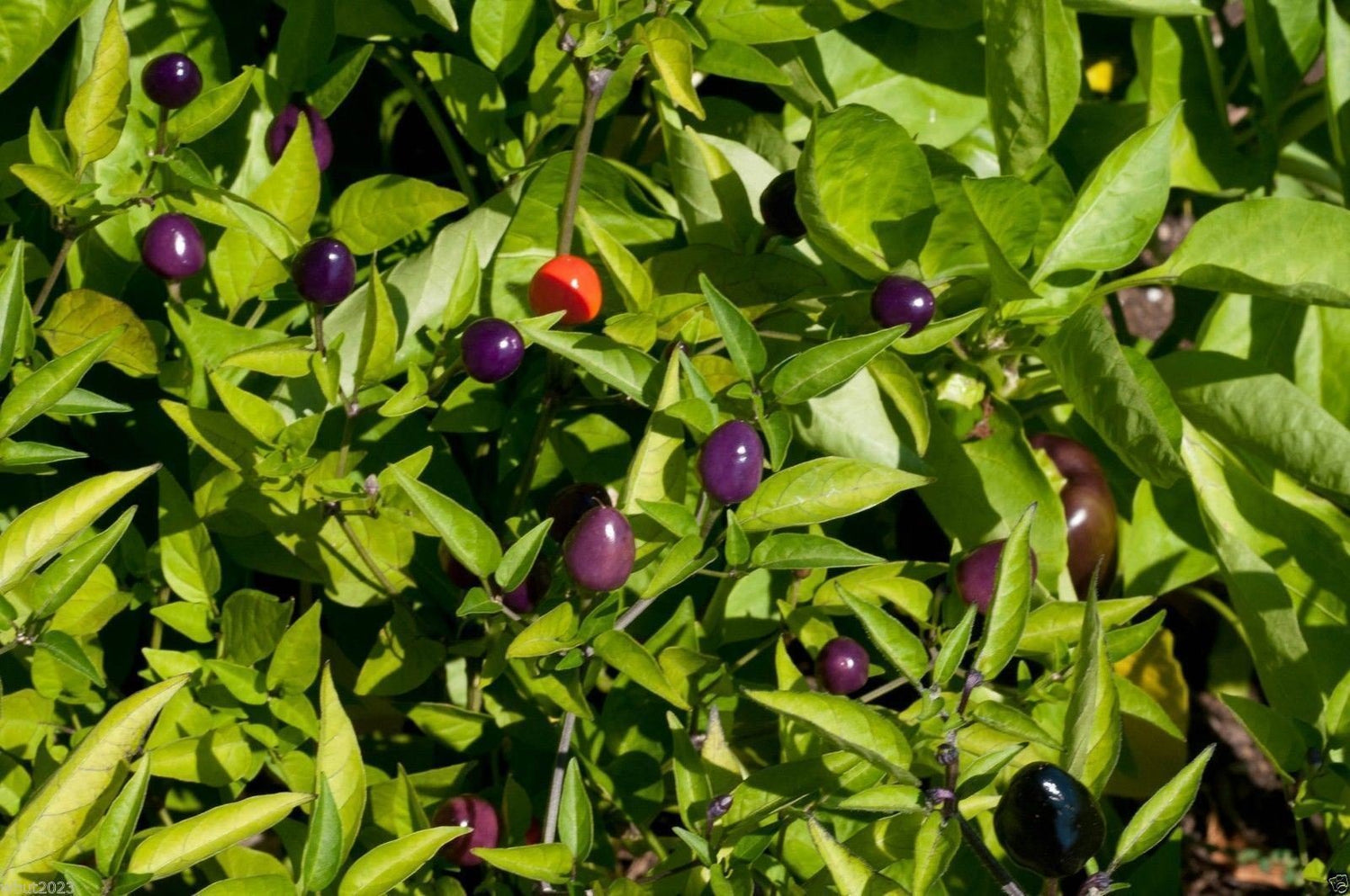 Pepper Capsicum Annuum Filius Blue Vegetable Seeds for Planting – Suitable for Kitchen Garden and Decorative Pots