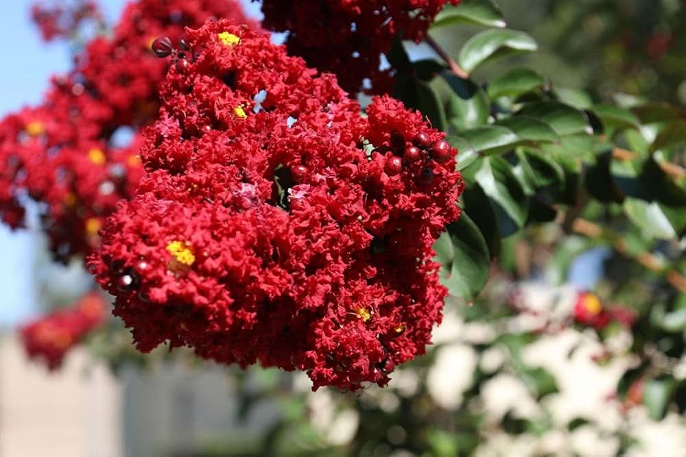 Crape Myrtle Lagerstroemia Indica flower seeds for planting in home garden landscapes and outdoor pots