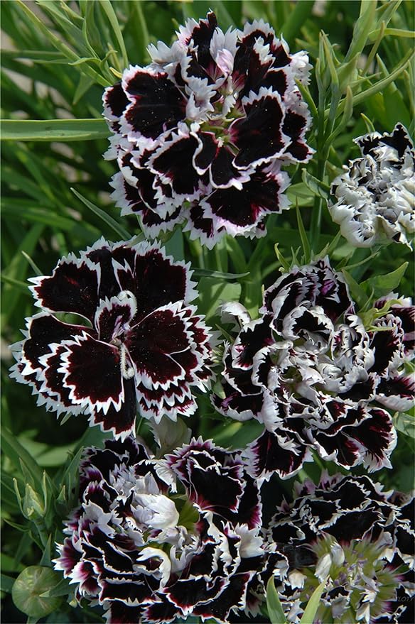 All Season Combo Flower Seeds: Daisy White, Dianthus Red & Baby Doll, Marigold Bicolor Mix
