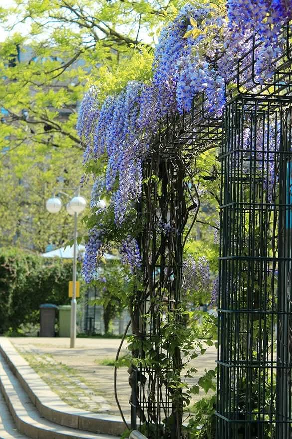 Blue Japanese Lilac Carnation Flower Seeds for Home & Garden