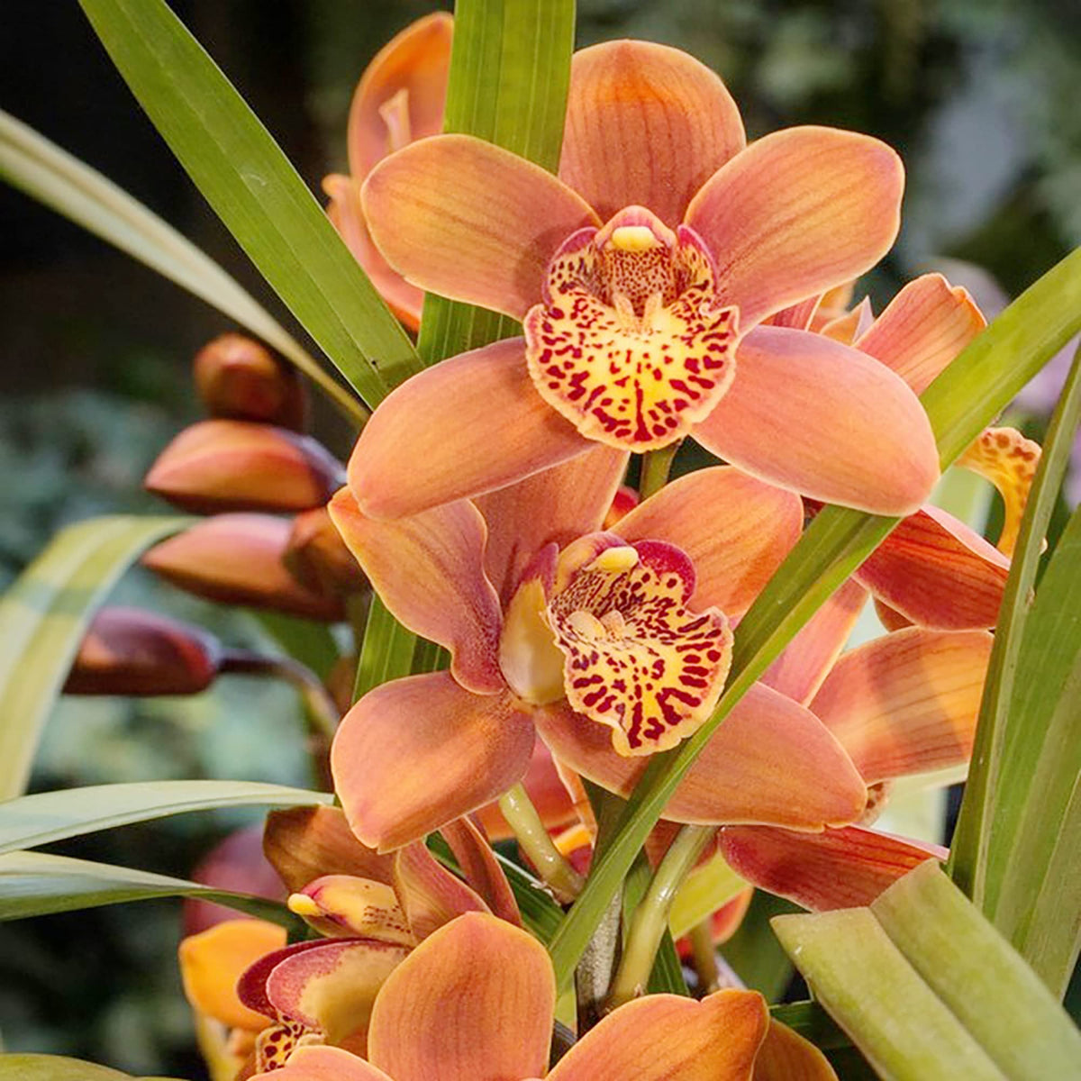 Cymbidium orchid flower seeds for bonsai and indoor garden