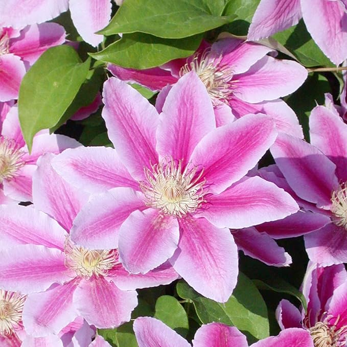 Clematis Nelly Moser Clematis spp. Seeds for Planting in Flower Bed & Garden