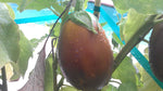 Brown Eggplant Solanum melongena for planting in vegetable patch