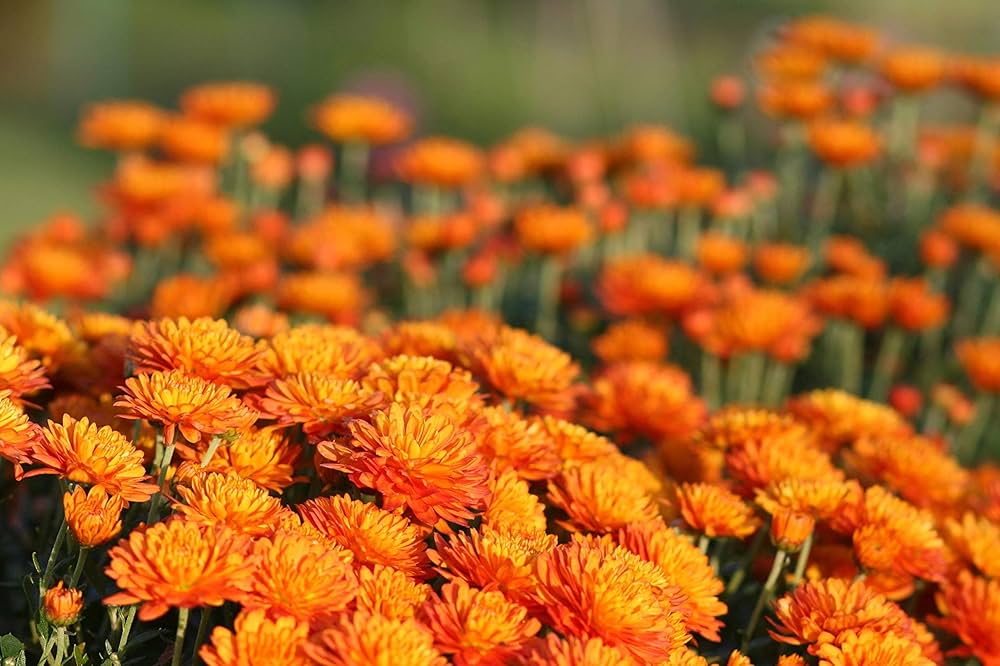 Pcs Calendula Fiesta Gitana Mixed Seeds for Kitchen Garden