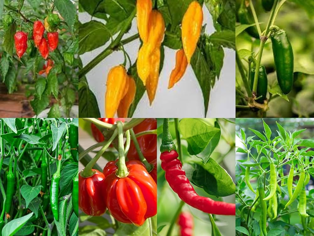 Our Best Pepper Collection – Heirloom, Non-GMO, High Germination Organic Garden Seeds