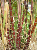 Sugarcane plant seeds