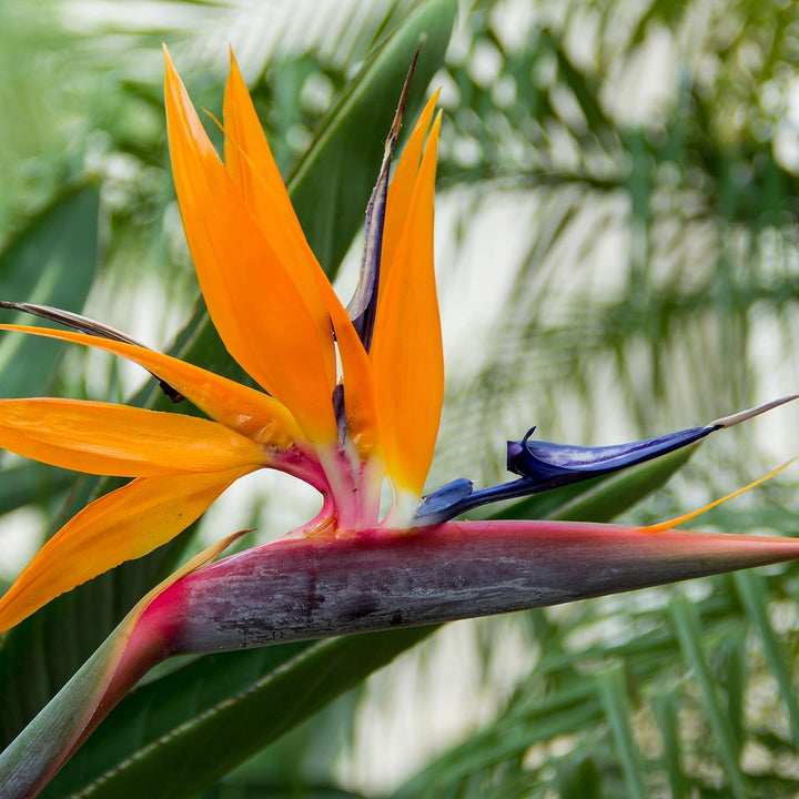 Rainbow Strelitzia Seeds for Planting – Organic, Heirloom, Non-GMO Flower Seeds