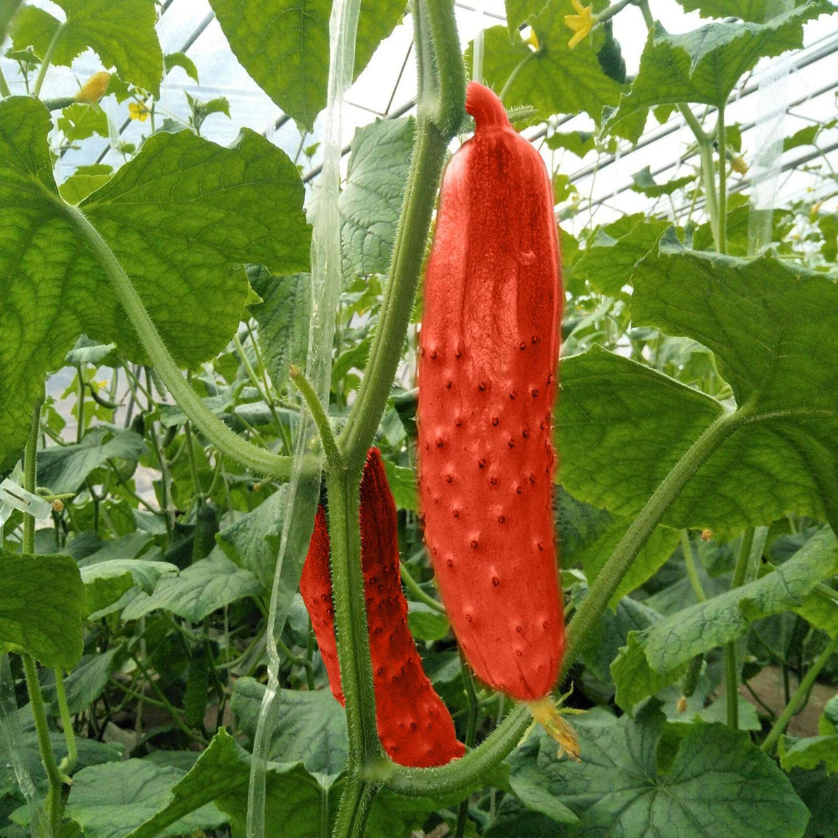 Red cucumber seeds for planting in flower pots or planters