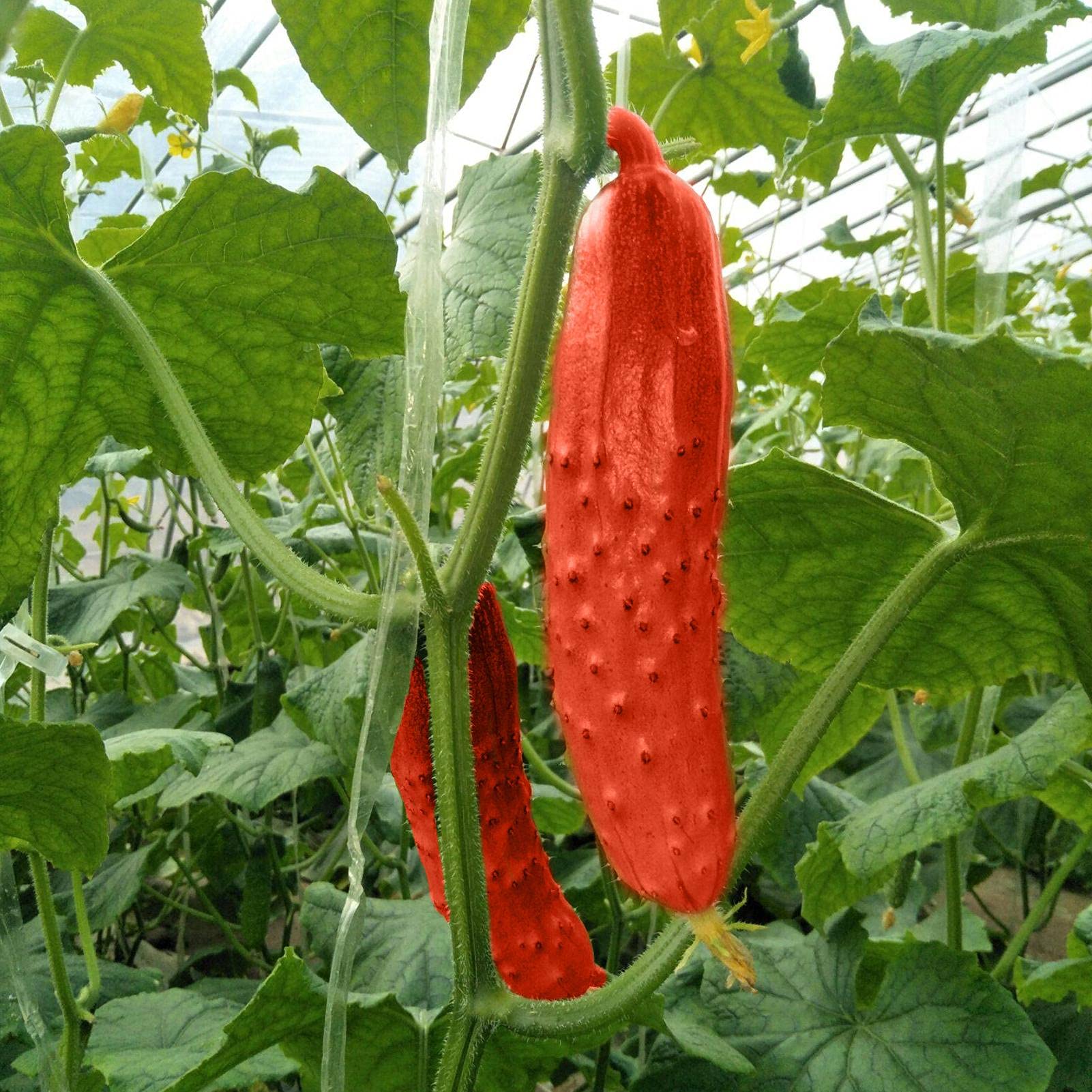 Red cucumber seeds for planting in flower pots or planters