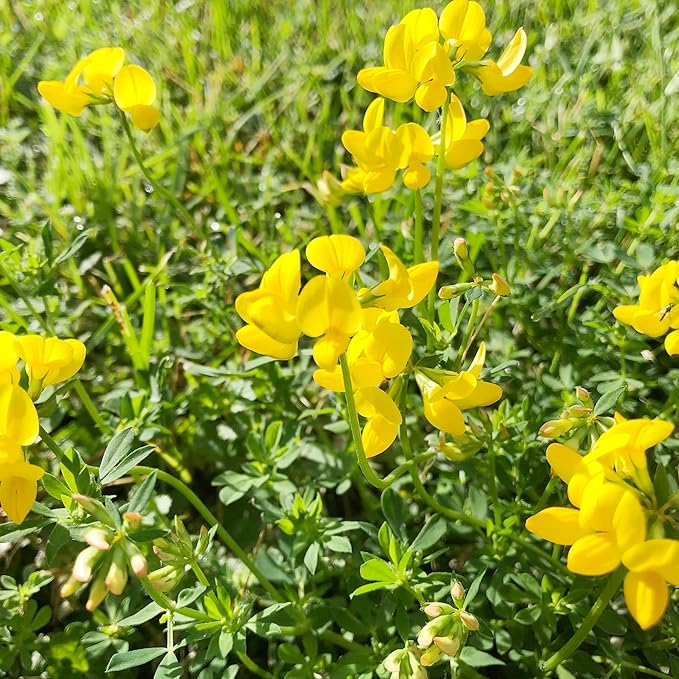 Trefoil Lotus Corniculatus Bird's Foot Flower Seeds for Planting