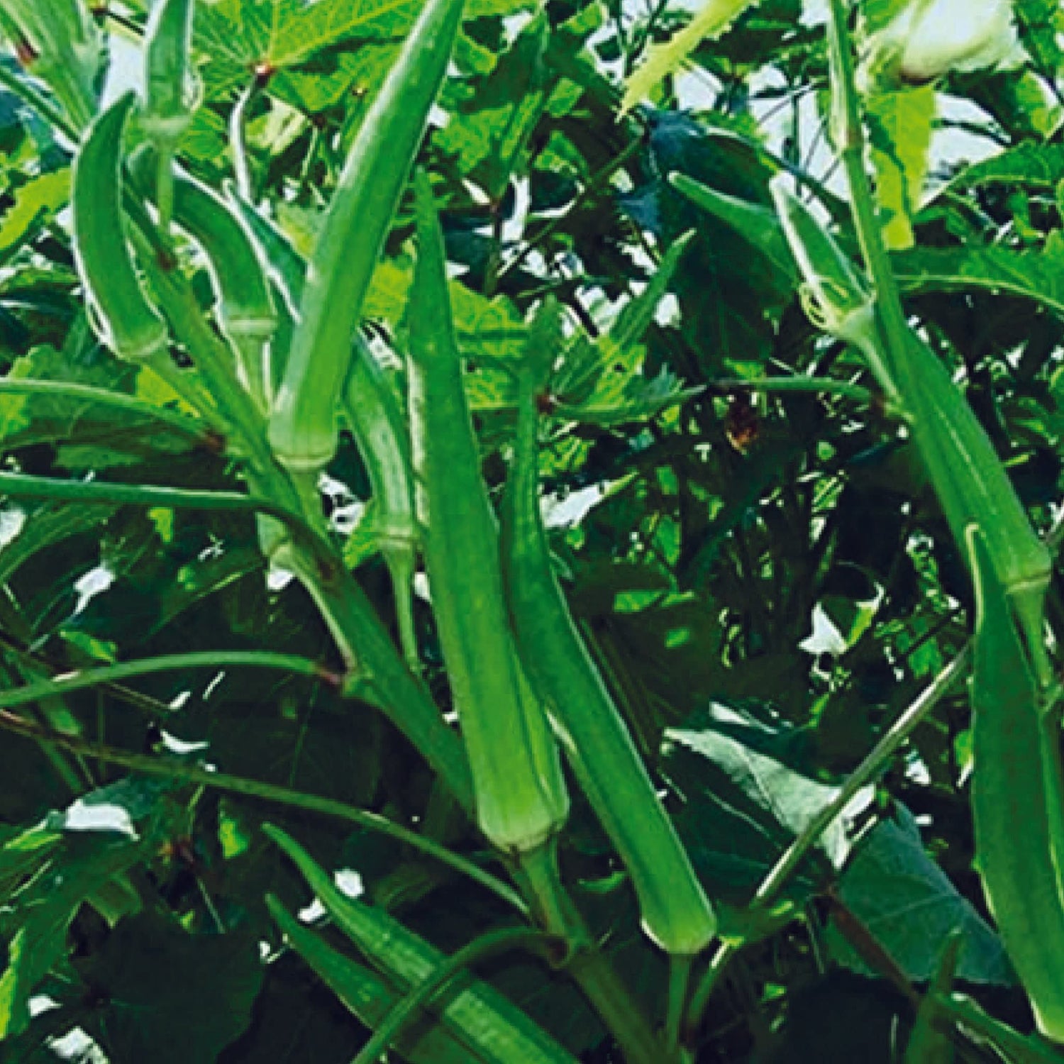 Okra Abelmoschus esculentus Seeds for Planting in Urban Garden and Backyard Farm