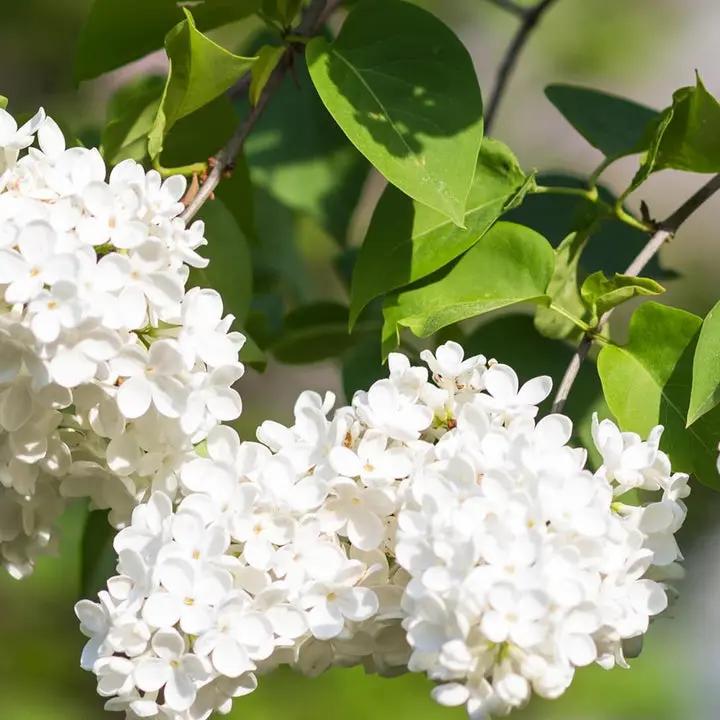 White Japanese Lilac Seeds for Planting – Non-GMO Heirloom Garden Seeds Dhara Seeds