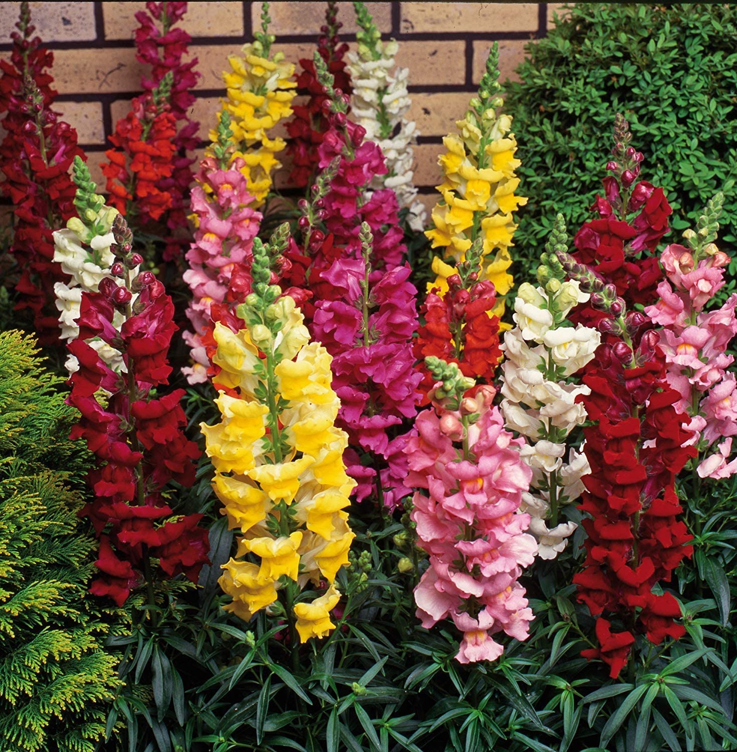 Snapdragon Antirrhinum Majus Flower Seeds for Planting – Ideal for Backyard Gardening and Home Garden Borders