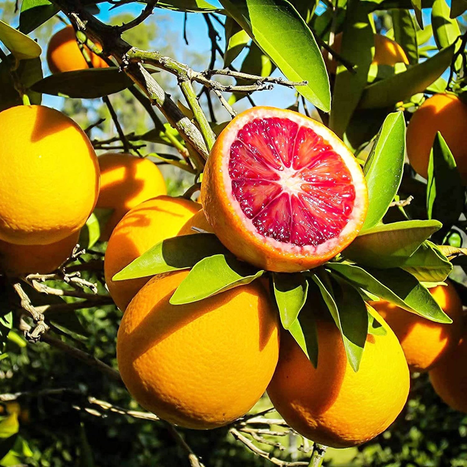 Red Orange Moro Orange Seeds