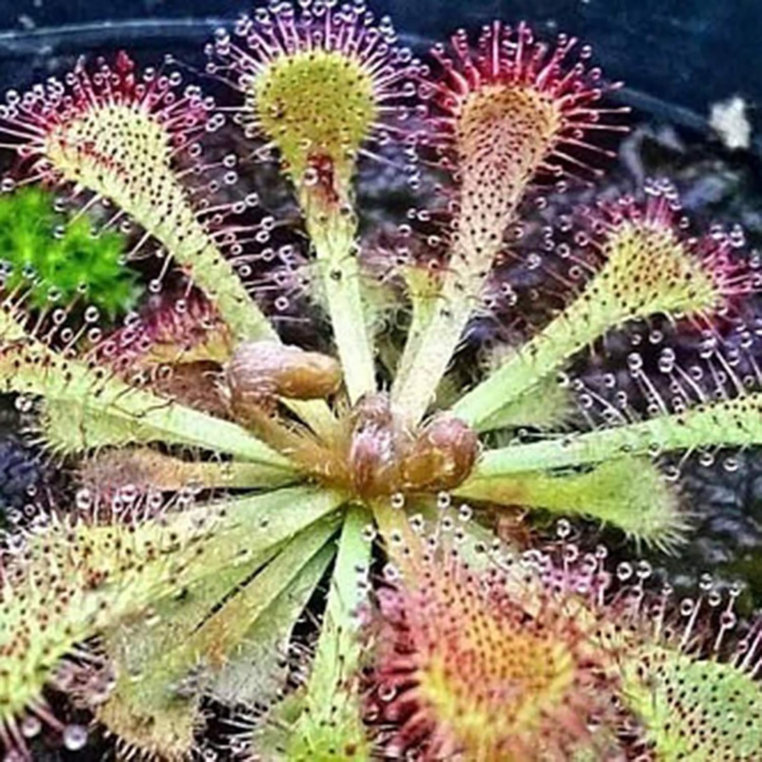 Venus Flytrap Seeds