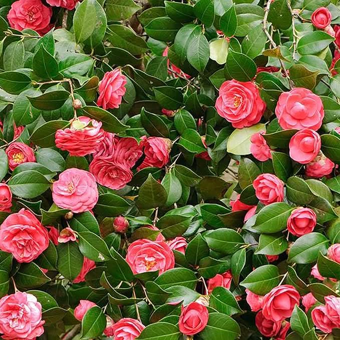 Camellia Mixed Colors Ornamental Flower Seeds