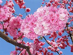 Cherry Blossom for planting