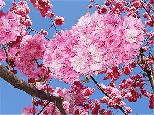 Cherry Blossom for planting